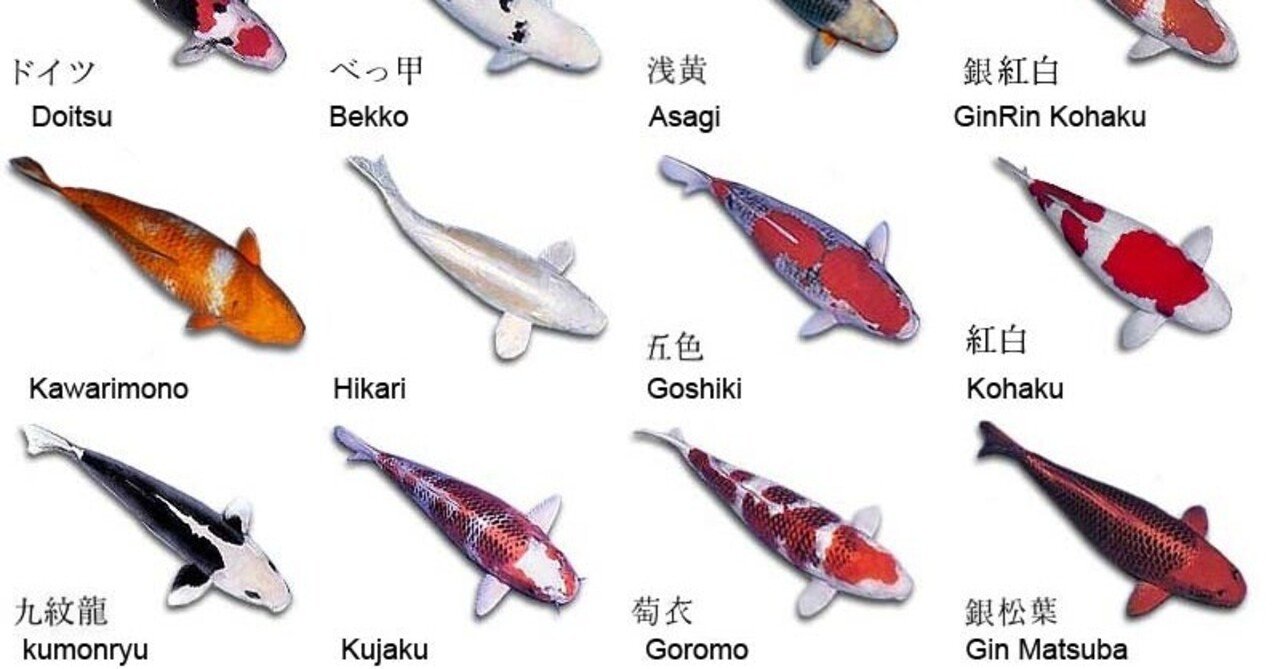 錦鯉 昭和三色 32センチ 墨と紅がはっきりとしており、大きく