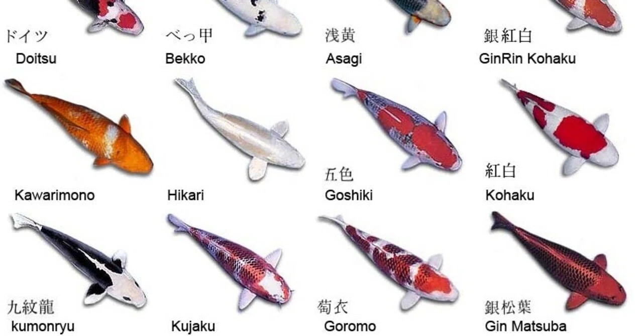 錦鯉の種類（矢倉完治）｜大黒