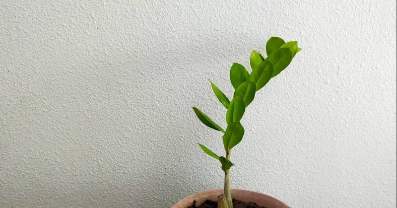 縁起の良い植物 の新着タグ記事一覧 Note つくる つながる とどける