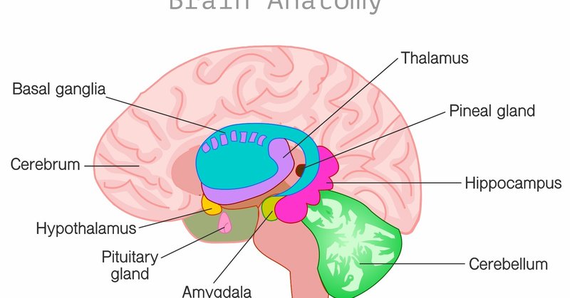 大脳辺縁系と氣