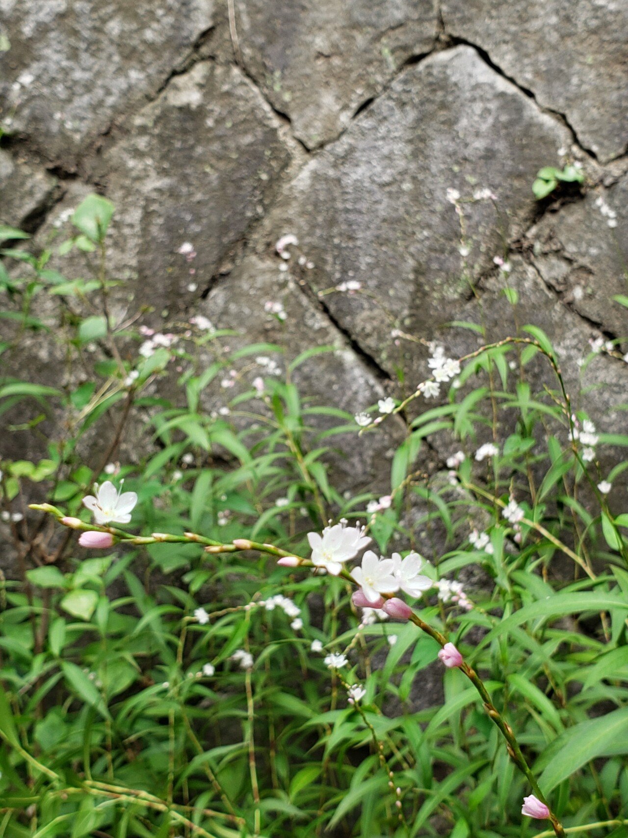 蓼食う虫も好き好き こちらは サクラタデ 花言葉は 愛くるしい 実家の裏庭でおかんが大切に育てている 秋の花 は 派手さがなくてもどれも 愛くるしい 大好きな季節 大好きな10月がもうすぐ Megumi Note 蓼食う虫も好き好き こちらは サクラタデ 花言葉は 愛くるしい 実家の裏庭でおかんが大切に育てている 秋の花 は 派手さがなくてもどれも 愛くるしい 大好きな季節 大好きな10月がもうすぐ Megumi Note