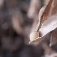 大豆カンパニー