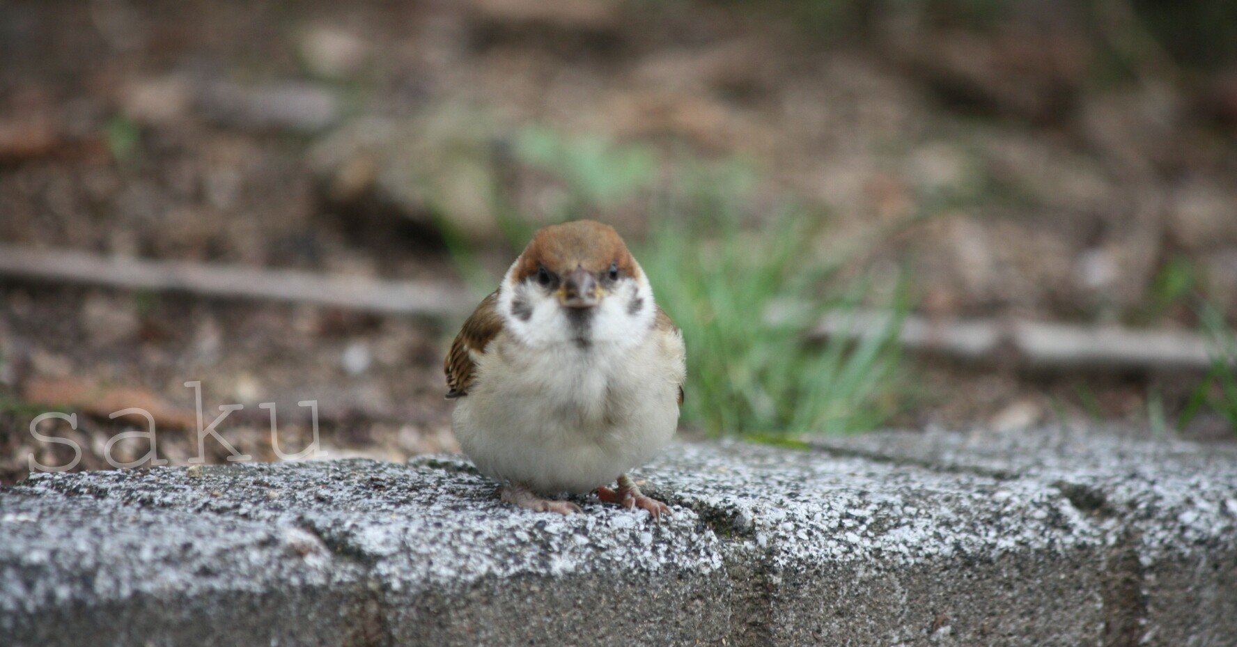 ふくらすずめ写真集めてみた ふわふわ まんまる 動物写真家志望中学生 咲太郎 さくたろう Note ふくらすずめ写真集めてみた ふわふわ まんまる 動物写真家志望中学生 咲太郎 さくたろう Note