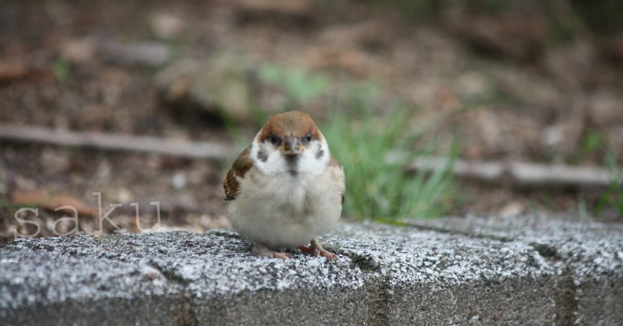 アマチュアすずめ写真家 の新着タグ記事一覧 Note つくる つながる とどける アマチュアすずめ写真家 の新着タグ記事一覧 Note つくる つながる とどける