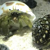 ヤドカリ飼育で一番大事なこと 溶存酸素量 Yadokarist Note