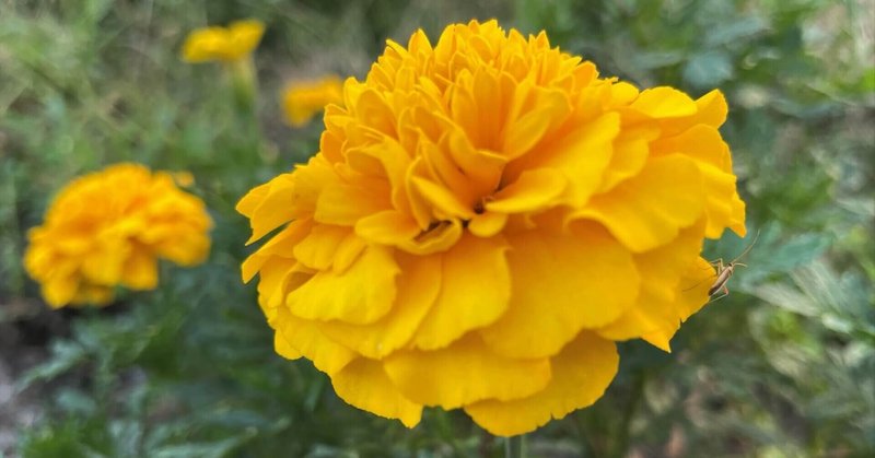 虫たちの食べ放題になったダイコンの葉 食彩アドコム 食こそ温故知新 Note 虫たちの食べ放題になったダイコンの葉 食彩アドコム 食こそ温故知新 Note