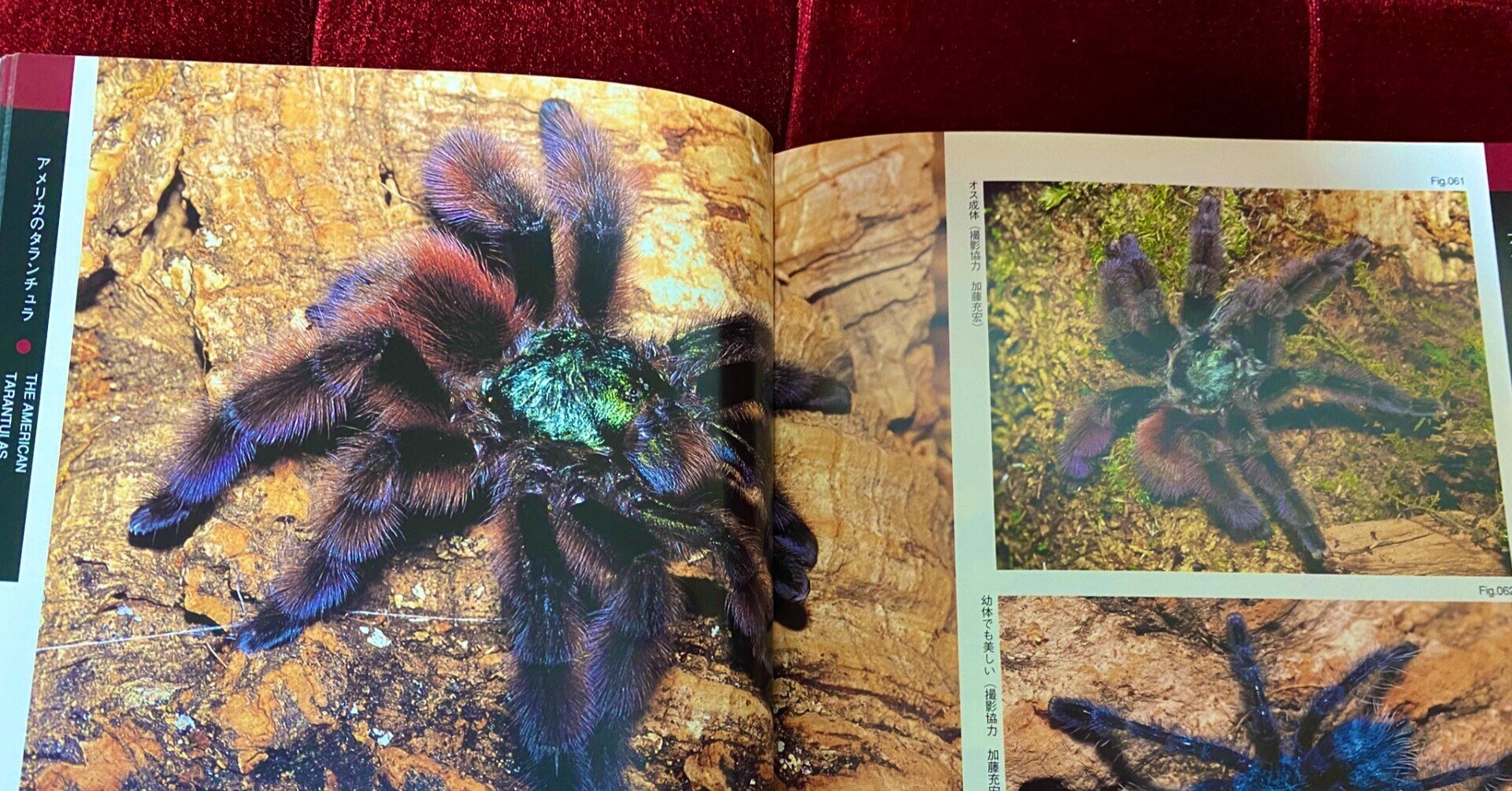 選り抜き一口エッセイ：タランチュラ｜nyalra