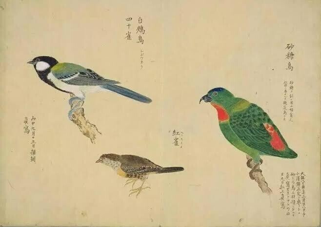 ●絹本　鳥図● 61Duv4yR41L._UF894,1000_QL80_.jpg