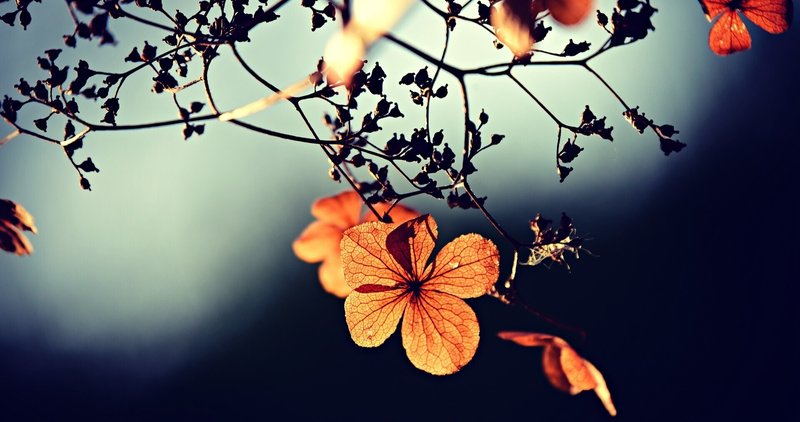 ドライフラワー大好き の新着タグ記事一覧 Note つくる つながる とどける