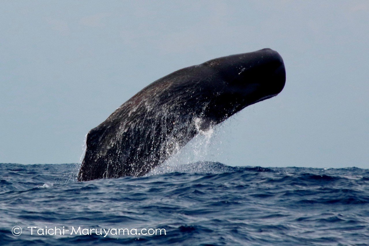 マッコウクジラのスーパーブリーチング かなり高いところまで飛んでますよね 今日はマッコウがバンバンブリーチングしていたり 超特大のオスがいたりとかなり盛り沢山な日でした マッコウクジ 丸山太一 Taichi Maruyama Note