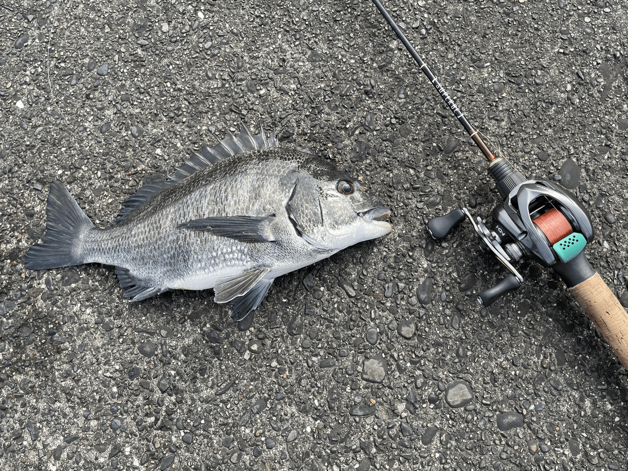 最近の釣り オツヒト Note 最近の釣り オツヒト Note