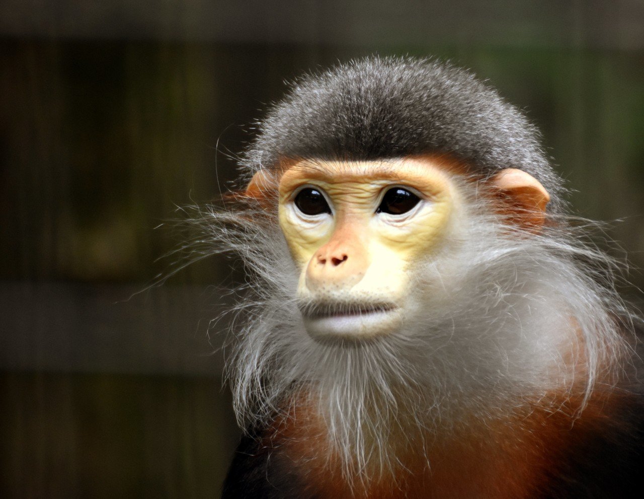 アカアシドゥクラングール 霊長目オナガザル科 Hirahiranote Note