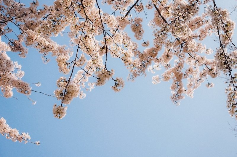 桜に焦る不思議 Shi S Note 桜に焦る不思議 Shi S Note