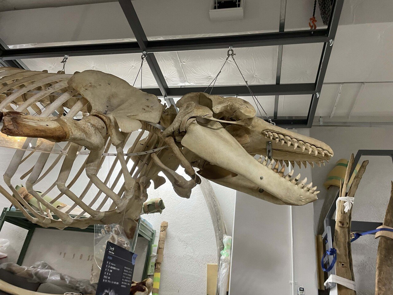 イチ推し標本教えてください 海獣学者の田島木綿子さんとめぐる国立科学博物館の標本庫ツアー ヤマケイの本 Note イチ推し標本教えてください 海獣学者の田島木綿子さんとめぐる国立科学博物館の標本庫ツアー ヤマケイの本 Note