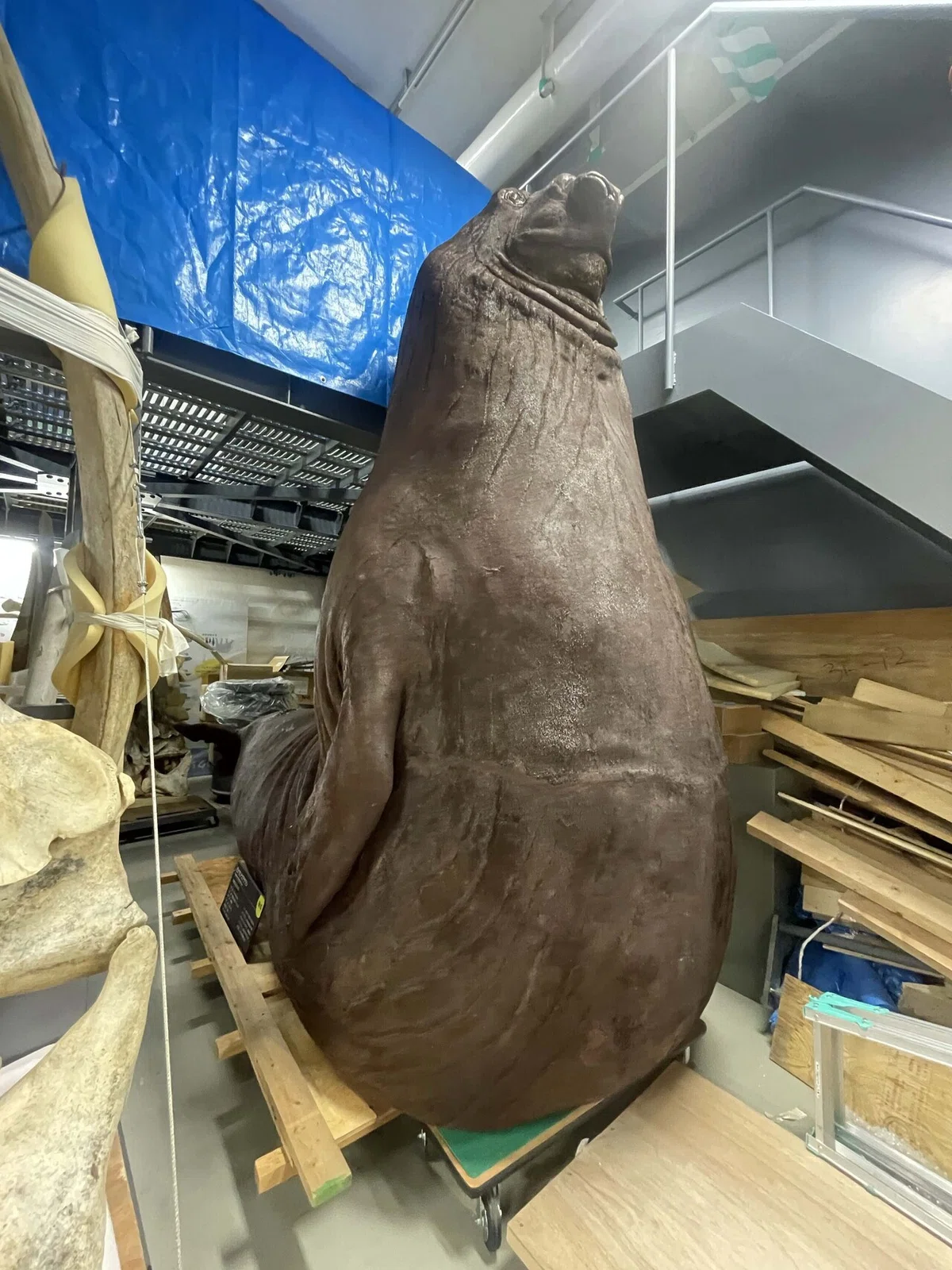 セイウチ 陰茎骨 骨格標本 海象 自然