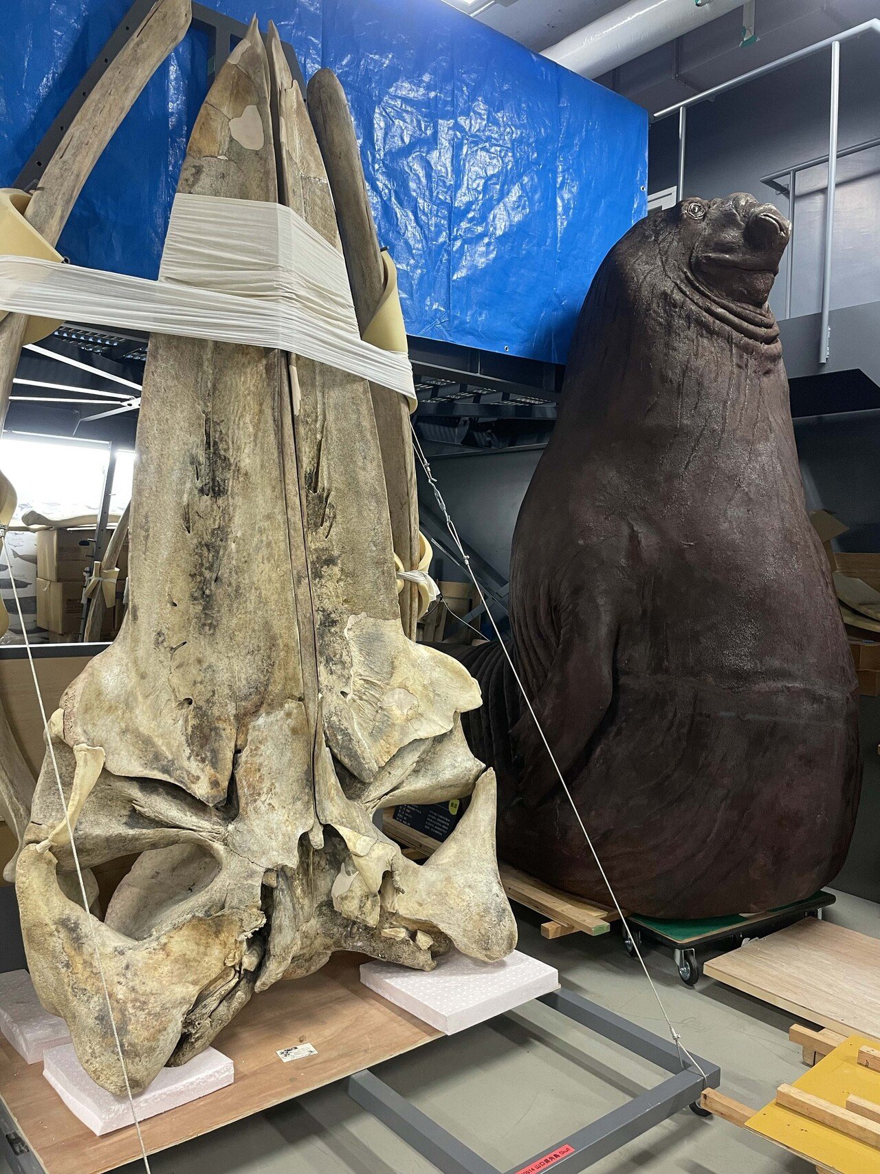 イチ推し標本教えてください 海獣学者の田島木綿子さんとめぐる国立科学博物館の標本庫ツアー ヤマケイの本 Note イチ推し標本教えてください 海獣学者の田島木綿子さんとめぐる国立科学博物館の標本庫ツアー ヤマケイの本 Note