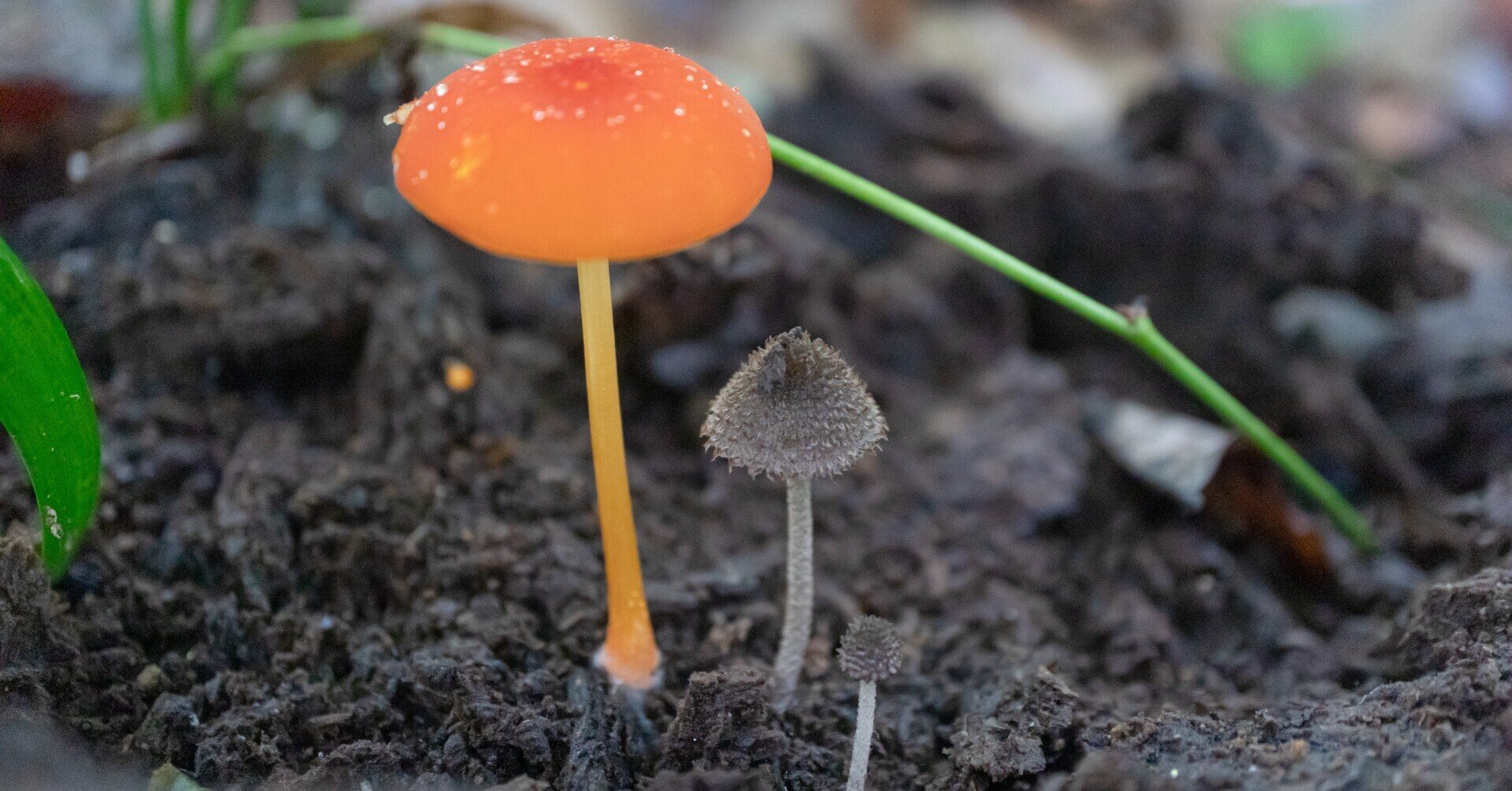 きのこ散歩＊2021/9/23高尾山とその周辺｜ちょこすき～☆きのこ