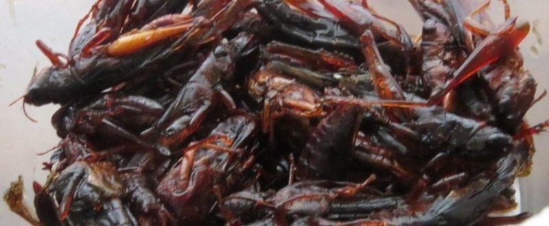 イナゴの佃煮を食べてみよう 水鏡 Note