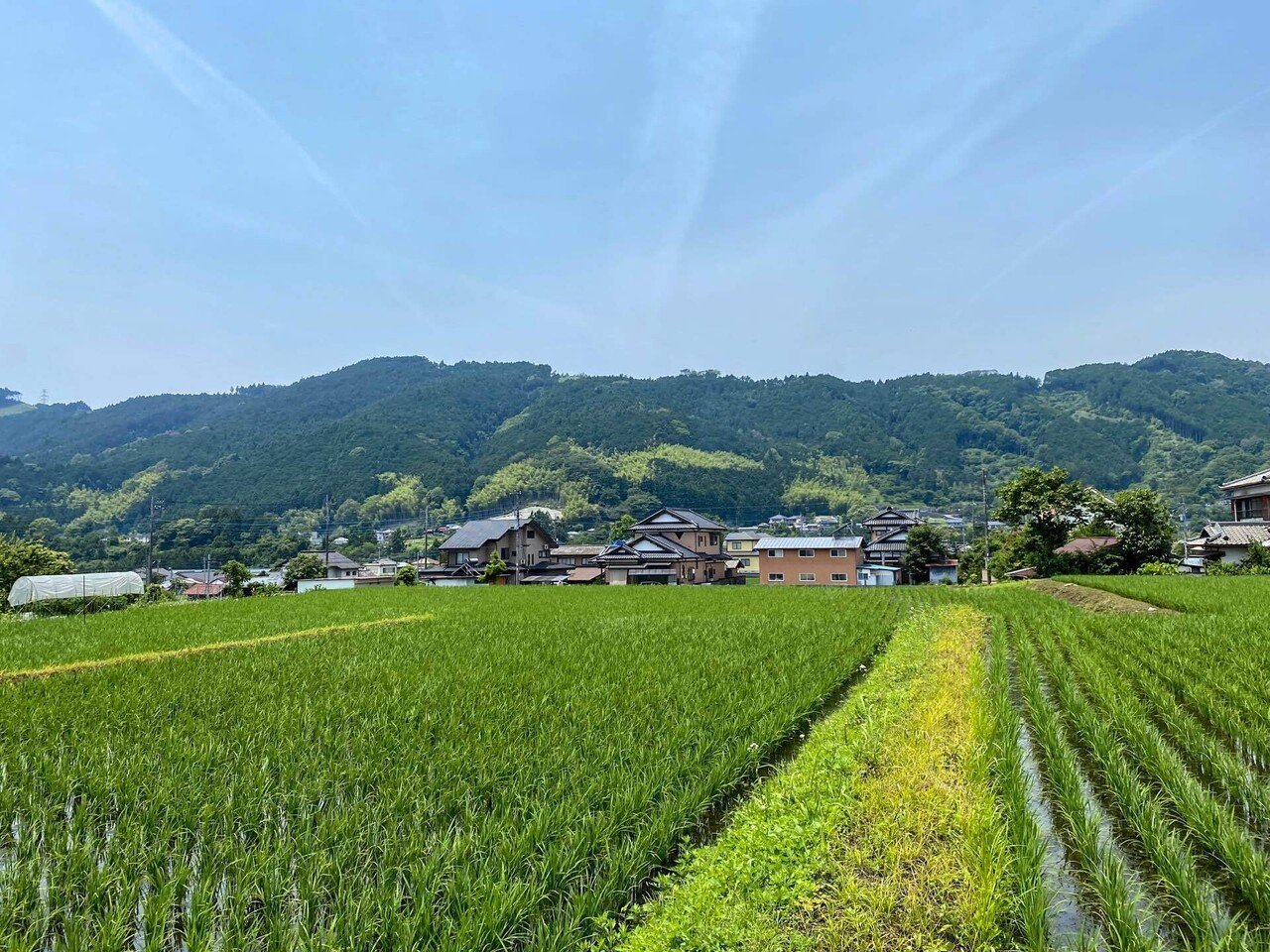 希少　Reuge 田園風景 木製ボックス Amazon｜セイル(Sail) 森野農園段ボール収納BOX(YE) 約