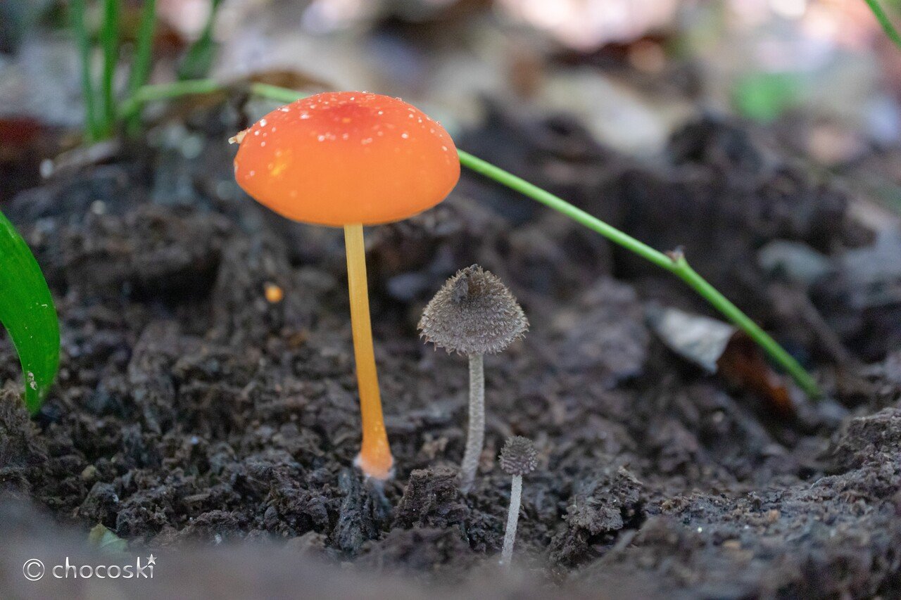 きのこ散歩＊2021/9/23高尾山とその周辺｜ちょこすき～☆きのこ