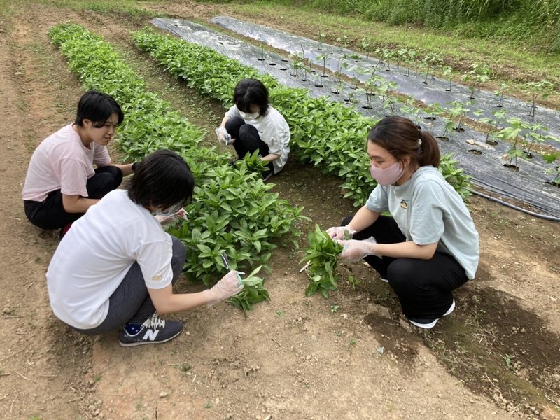 3日目 藍収穫