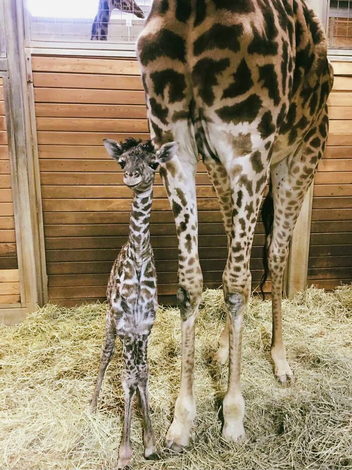 動物の赤ちゃん 狼 キリン 亀 山猫 ペンギン ノリノリ Note