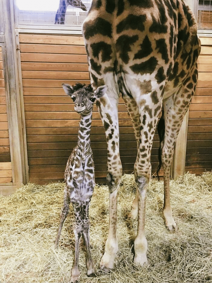 動物の赤ちゃん 狼 キリン 亀 山猫 ペンギン ノリノリ Note