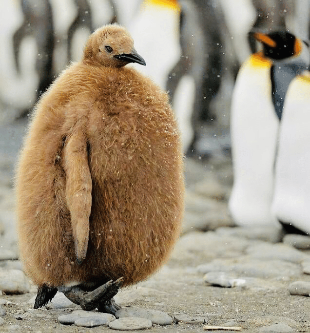動物の赤ちゃん 狼 キリン 亀 山猫 ペンギン ノリノリ Note