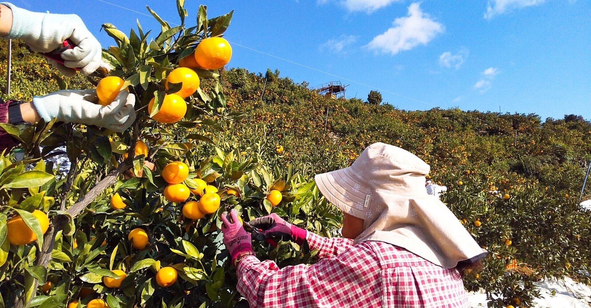 急募 11月 12月のみかん収穫アルバイトを募集します 詳細から申込方法まで 21年版 濵田農園 愛媛 八幡浜のみかん農園 Note 急募 11月 12月のみかん収穫アルバイトを募集します 詳細から申込方法まで 21年版 濵田農園 愛媛 八幡浜のみかん農園 Note