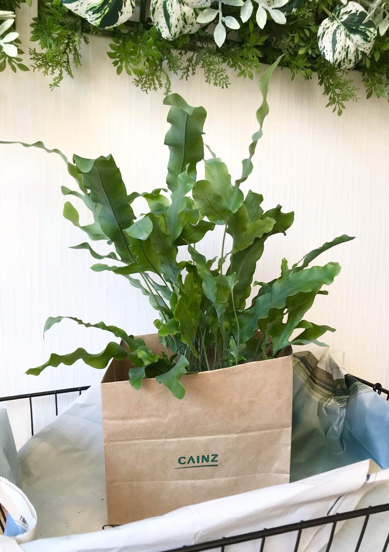 ふわふわ感がたまらないフレボディウム さちのーと Note