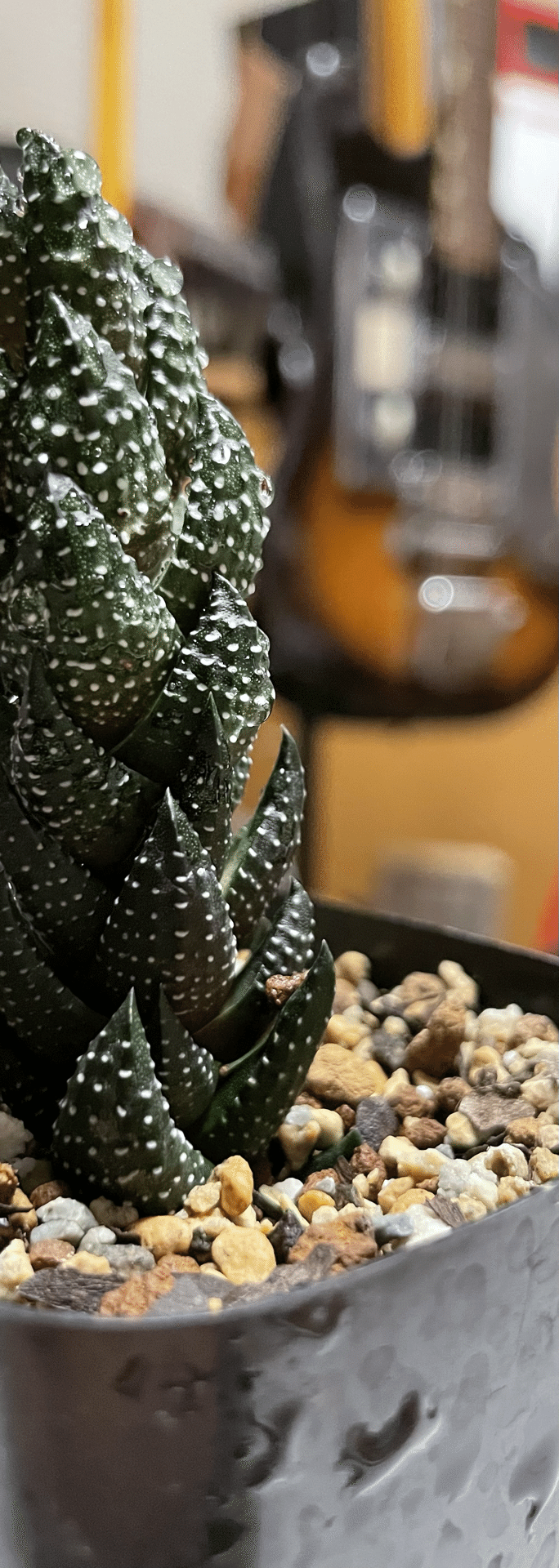 現品 根付き】ハオルチア「コアクタータ」多肉植物 7.5㌢鉢 子株付き