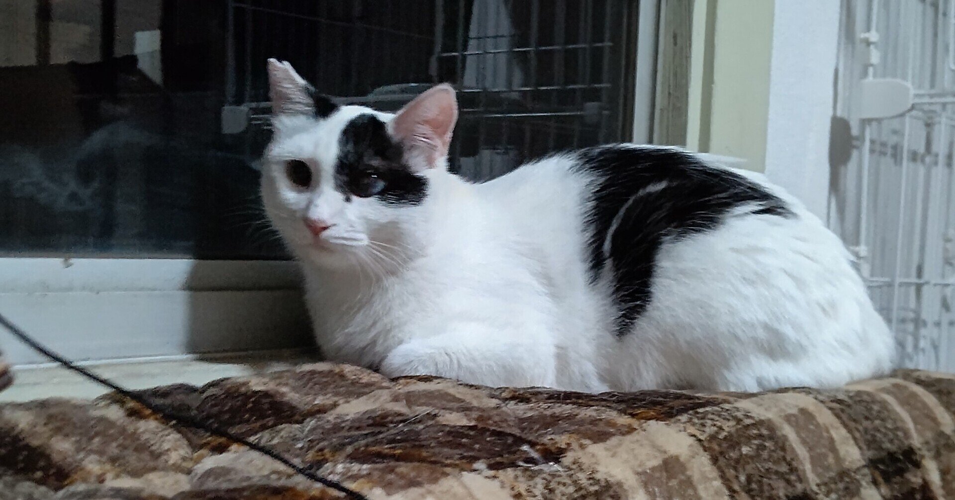 コチュカ[猫好きu0026地味な生活]｜note