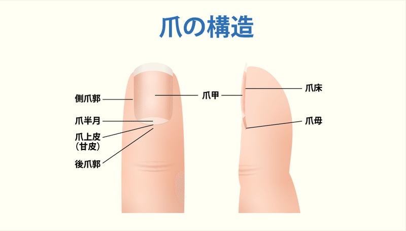 文系 医療 あなたの爪は大丈夫 爪 を見れば健康状態が分かる しょーた 文系の 医師国家試験 解説 Note 文系 医療 あなたの爪は大丈夫 爪 を見れば健康状態が分かる しょーた 文系の 医師国家試験 解説 Note