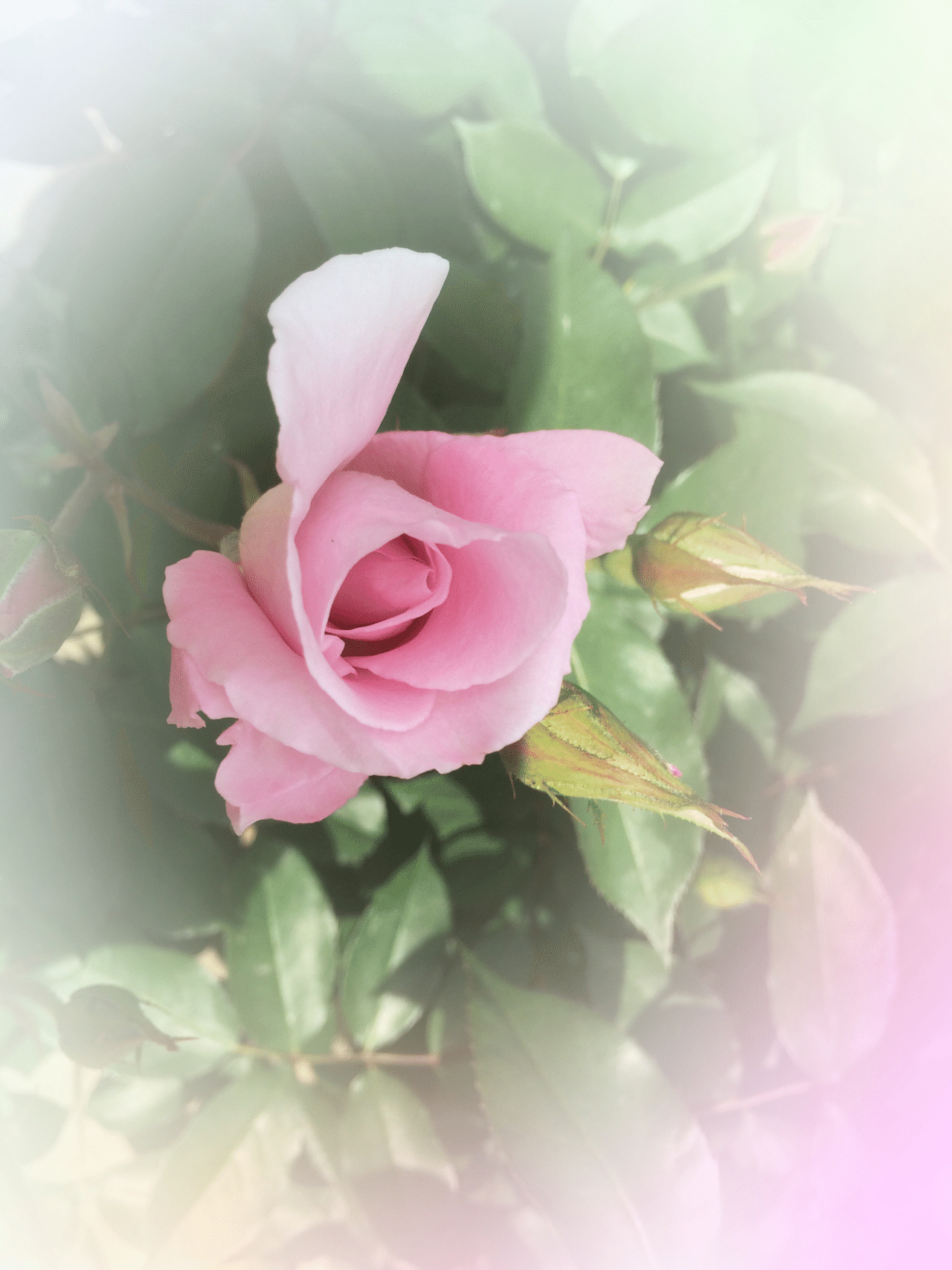 それが幸せ 写真 花 語り 花咲 空輝 Note