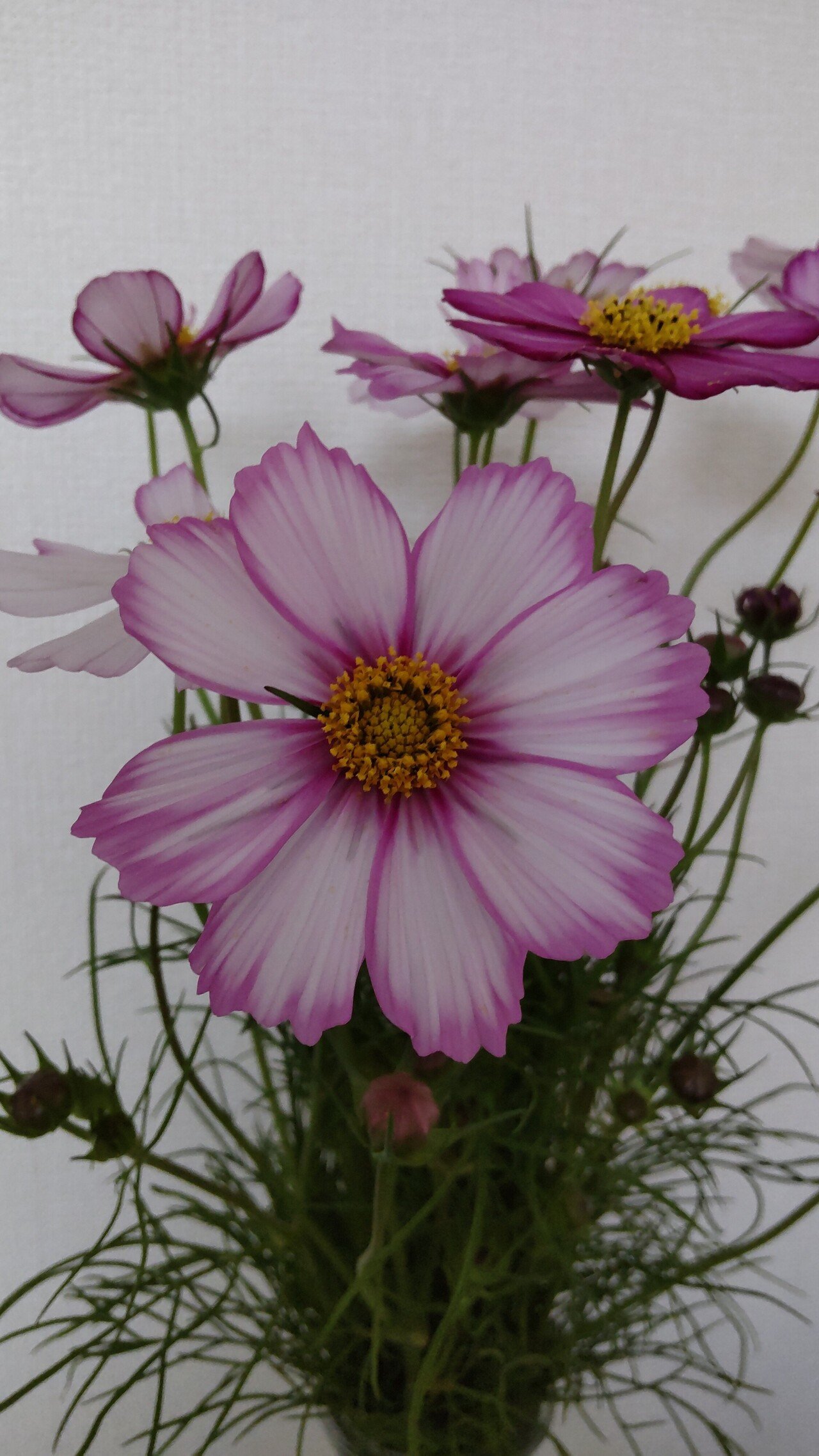 愛でる Mojira Note