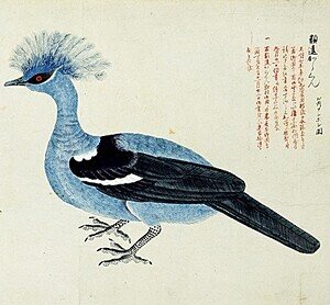 鳥頭∈(・ө・)∋出品 第1772回 江戸鳥図 ⑶｜翆野 大地