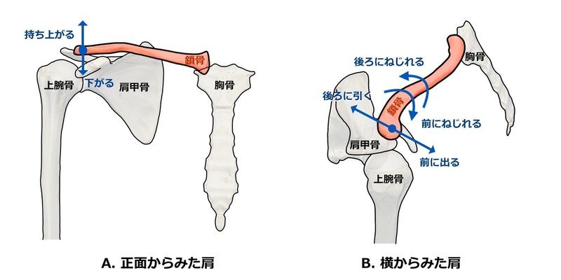 プロが教える最新の肩こり解消法 鎖骨リリース 鎖骨ほぐし 鎖骨つまみ 吉田 一也 理学療法士 医学博士 Note プロが教える最新の肩こり解消法 鎖骨リリース 鎖骨ほぐし 鎖骨つまみ 吉田 一也 理学療法士 医学博士 Note