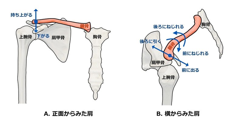 プロが教える最新の肩こり解消法 鎖骨リリース 鎖骨ほぐし 鎖骨つまみ 吉田 一也 理学療法士 医学博士 Note