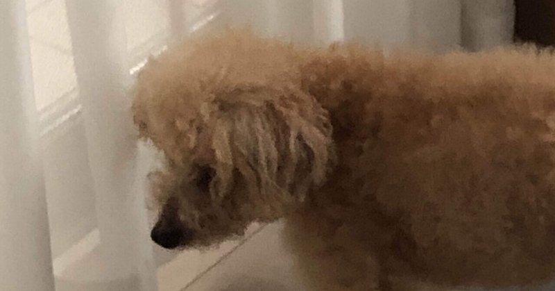 犬の食事 の新着タグ記事一覧 Note つくる つながる とどける 犬の食事 の新着タグ記事一覧 Note つくる つながる とどける