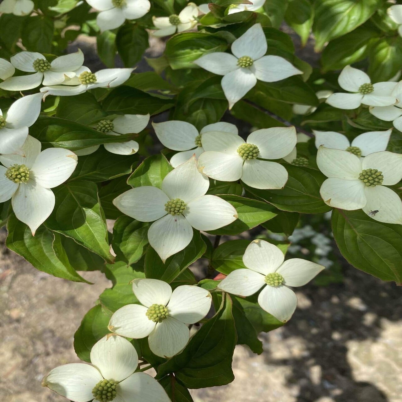 樹になる気になる実のなる樹ーヤマボウシの実を食べてみた Haco ガーデンプランナー 庭のある暮らし植物のある暮らし Note