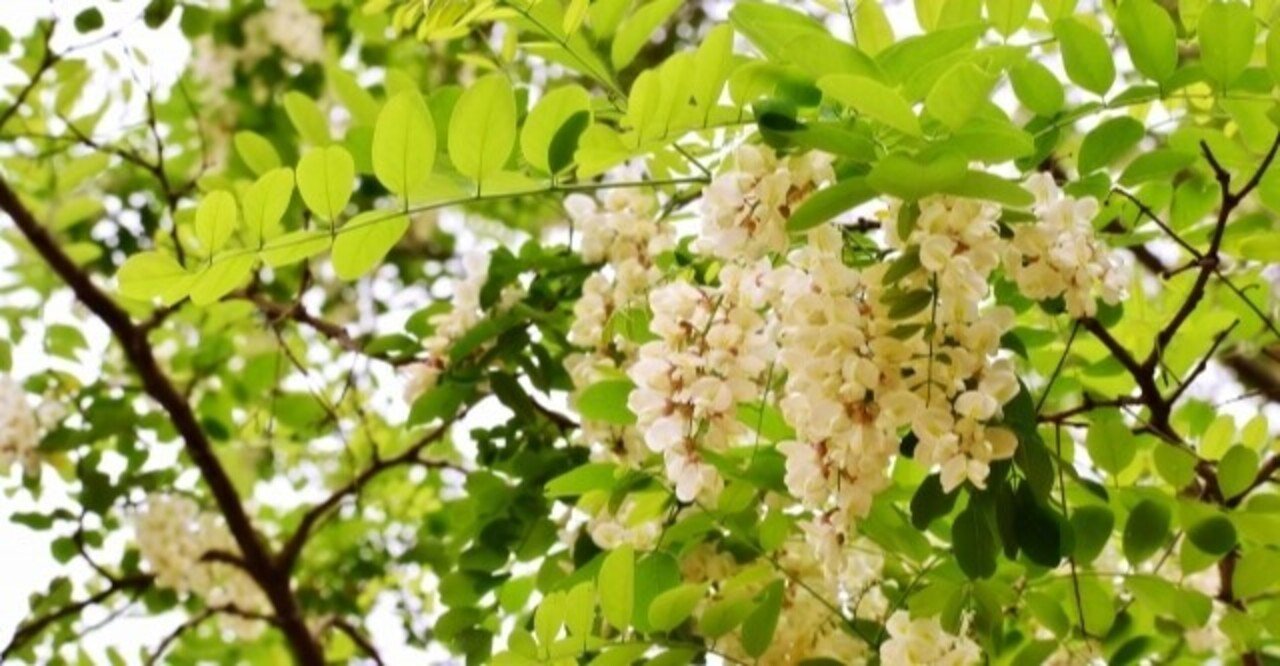 公園でよく見かける樹 ニセアカシア の名前の由来は らいむ Note