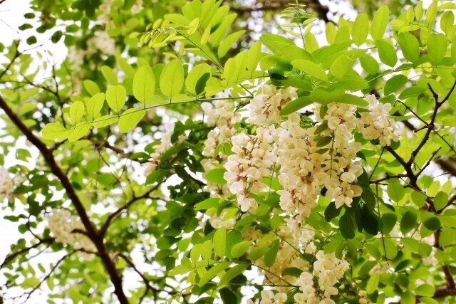 公園でよく見かける樹 ニセアカシア の名前の由来は らいむ Note