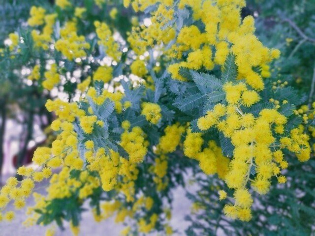 公園でよく見かける樹 ニセアカシア の名前の由来は らいむ Note