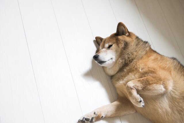 PET3メイン