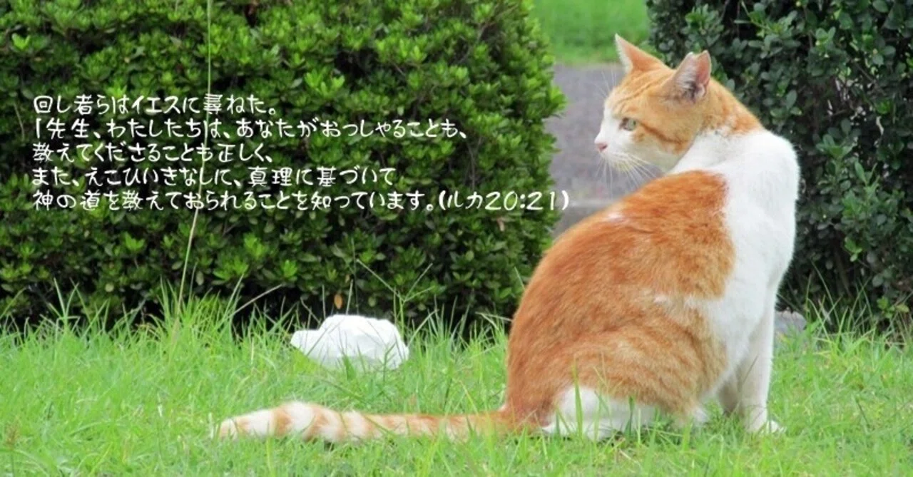 回し者 と は