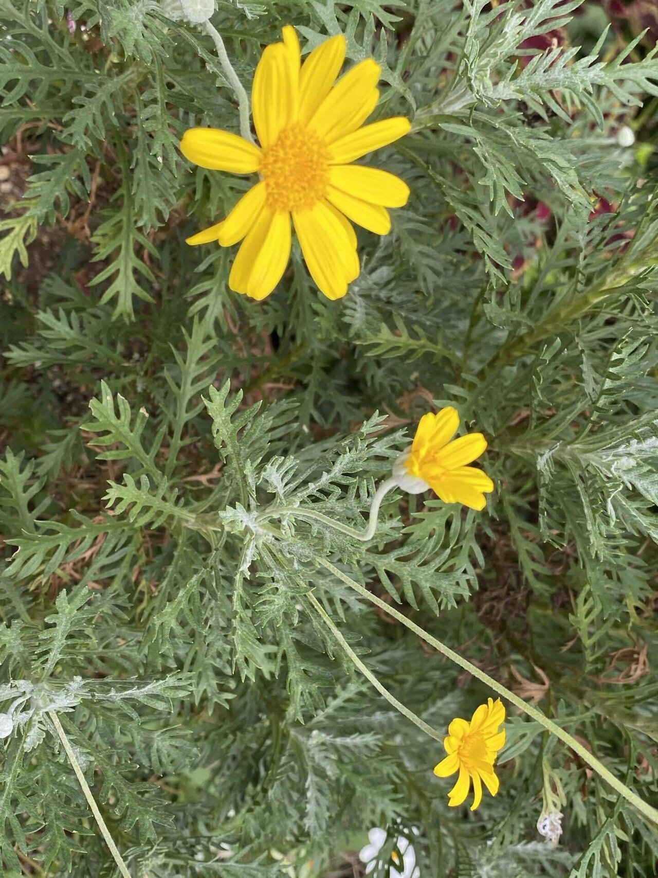 ユリオプスデージー ユリオプスは ギリシア語で 大きな眼を持つ 花言葉 円満な関係 明るい愛 いよいよ10月スタート この花のように 大きな眼を持ち視野を広げていこう Toku77 Note
