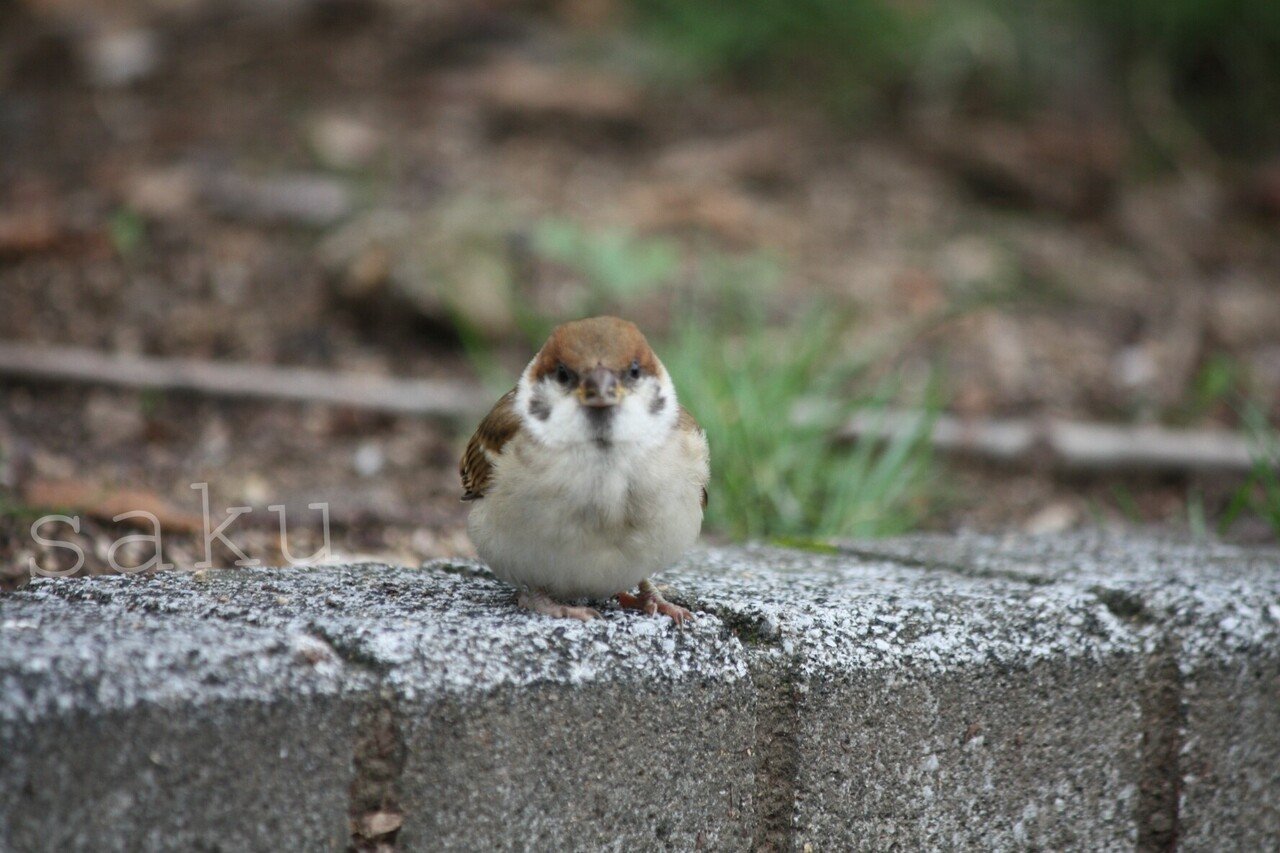 ふくらすずめ写真集めてみた ふわふわ まんまる 動物写真家志望中学生 咲太郎 さくたろう Note