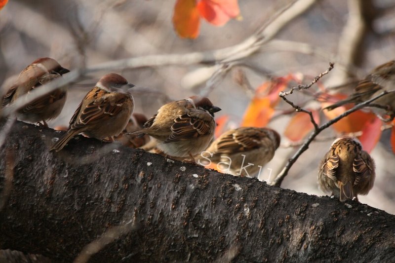 ふくらすずめ写真集めてみた ふわふわ まんまる 動物写真家志望中学生 咲太郎 さくたろう Note
