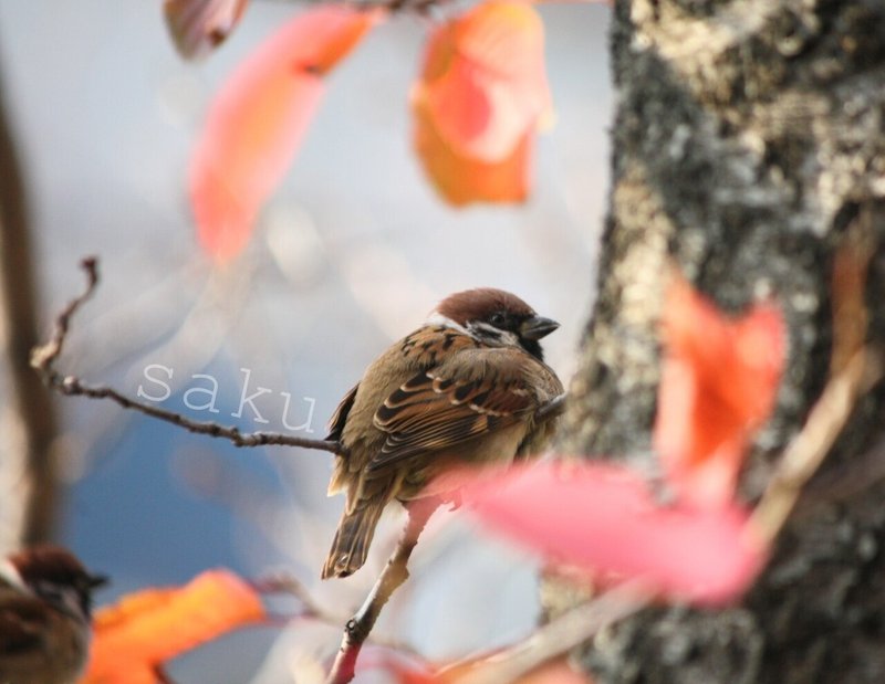 ふくらすずめ写真集めてみた ふわふわ まんまる 動物写真家志望中学生 咲太郎 さくたろう Note