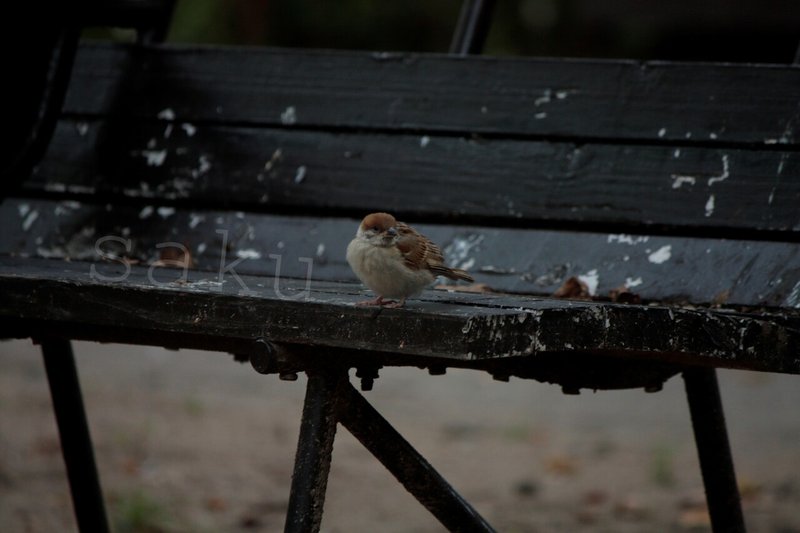 ふくらすずめ写真集めてみた ふわふわ まんまる 動物写真家志望中学生 咲太郎 さくたろう Note